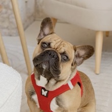 Taïko, l'un de nos chiens habitués